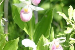 2_Showy-Lady-Slippers