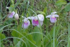 2_some-beautiful-lady-slippers-blooming-along-the-road-at-grindstone