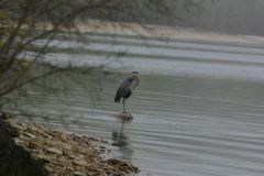 Early_morning_Heron