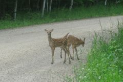 baby-deer