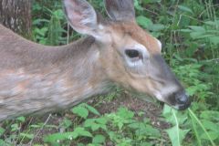 deer_5390-1