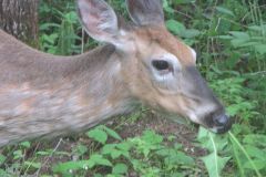 deer_5390