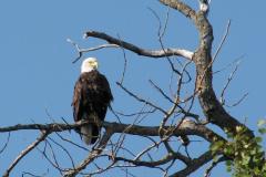 eagle-marina-copy-img_5879