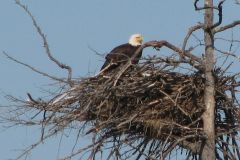 eagle-on-nest-0610