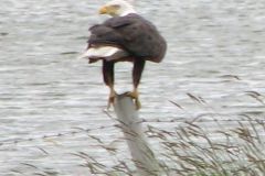 eagle-on-post