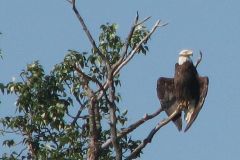 eagle-sunning-itself-0610