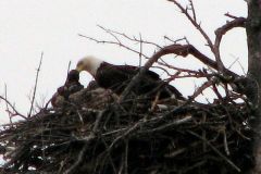 eagle-with-young