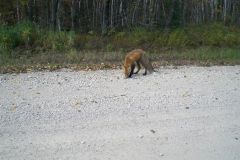 fox-at-beach