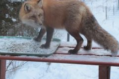 fox-eating-birdseed