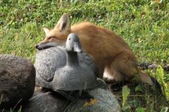 fox-plus-decoy-close-up