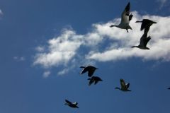 geese-at-main-beach