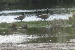 geese