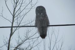 grey-owl-in-white-sands